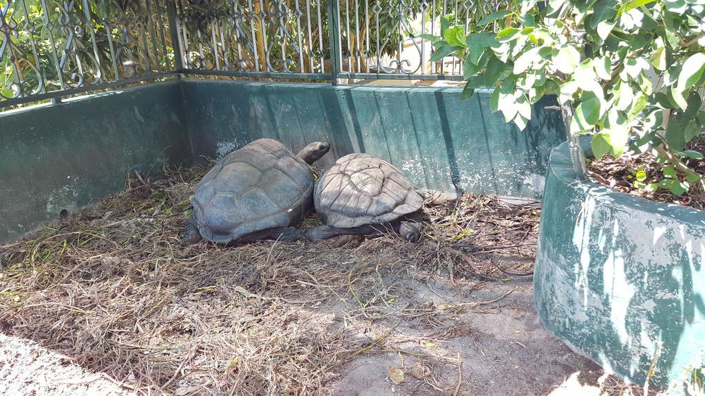 דירות ויקטוריה Hibiscus House Seychelles Self Catering מראה חיצוני תמונה