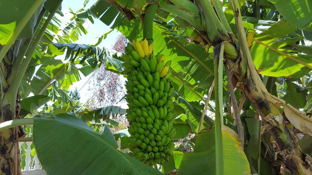 דירות ויקטוריה Hibiscus House Seychelles Self Catering מראה חיצוני תמונה